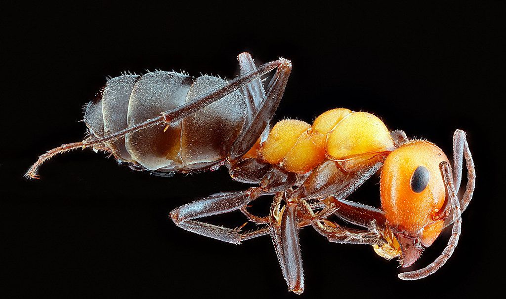 Ant Control service in Jackson, MS