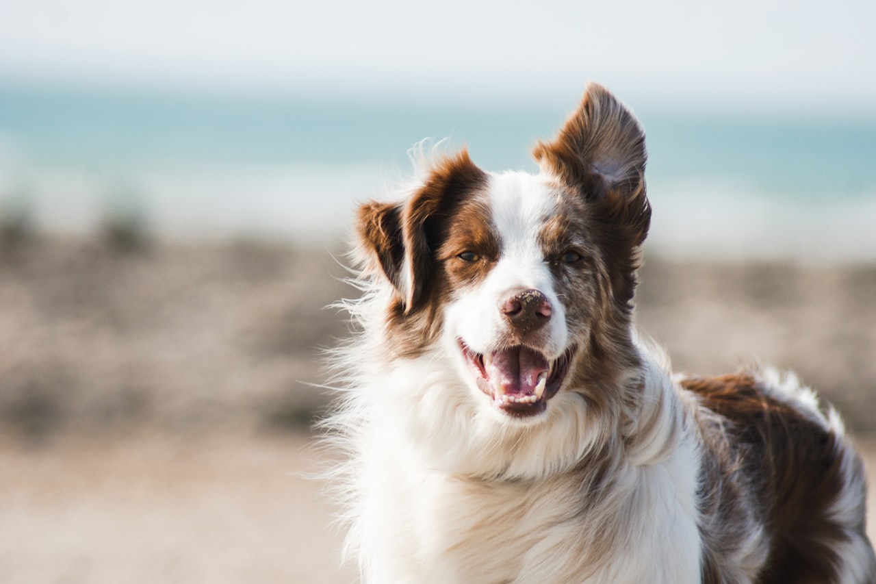 Flea & Tick Control service in Jackson, MS