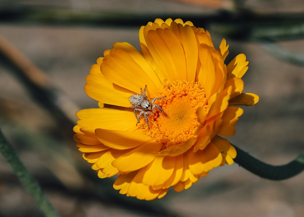 Spider Control service in Jackson, MS